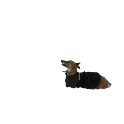 animal, creature, staff, hat transparent PNG cut-out