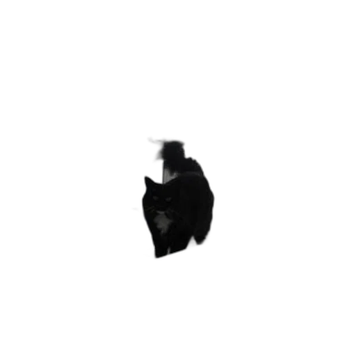 hat, animal, creature, jacket transparent PNG cut-out