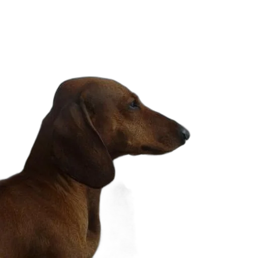 animal, staff, face, creature transparent PNG cut-out
