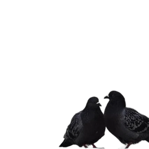 animal, shoes, crown, hat transparent PNG cut-out