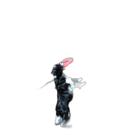 animal, staff, creature, hair transparent PNG cut-out