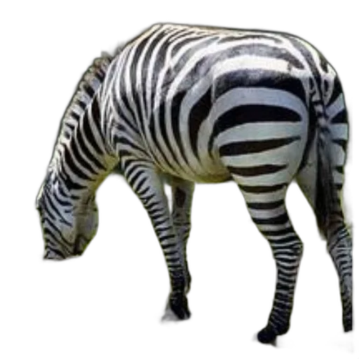 animal, creature, staff, furniture transparent PNG cut-out