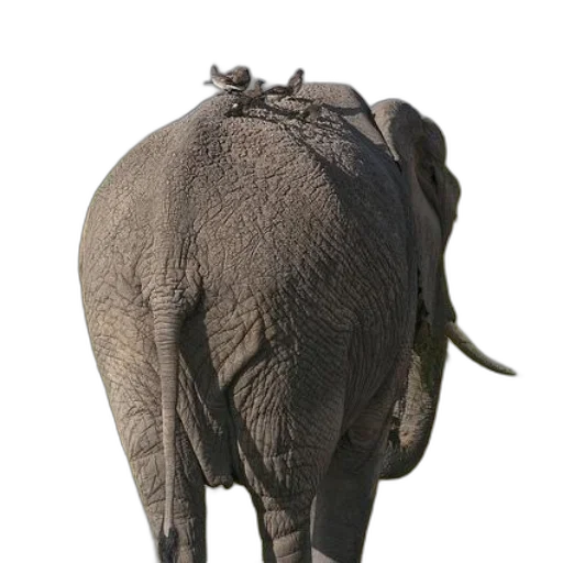 animal, hat, creature, crown transparent PNG cut-out