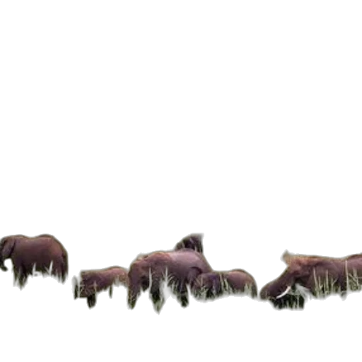 animal, furniture, creature, hair transparent PNG cut-out