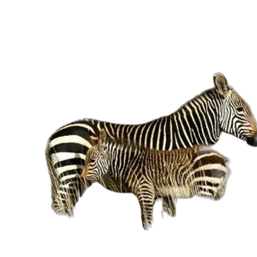 animal, jewelry, creature, furniture transparent PNG cut-out