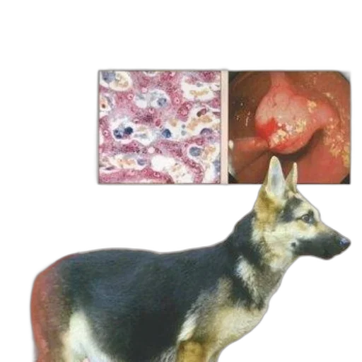 animal, creature, food, book transparent PNG cut-out