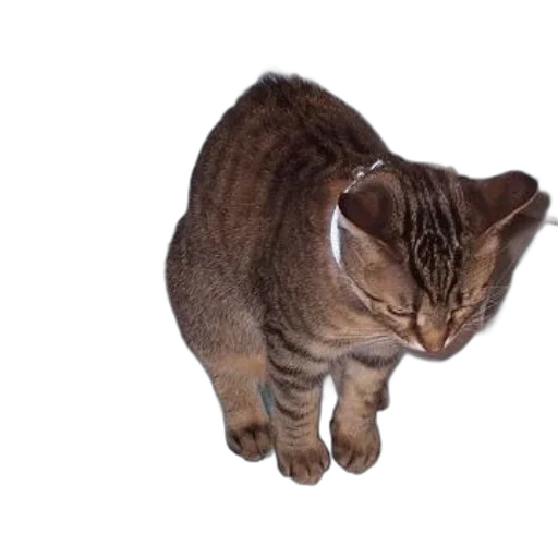 animal, creature, staff, hat transparent PNG cut-out