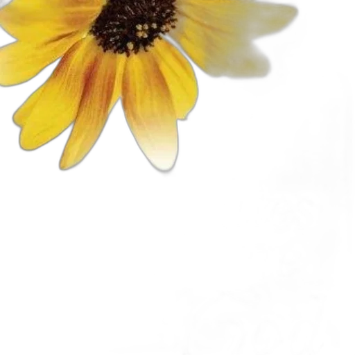 flower, jewelry, crown, dress transparent PNG cut-out