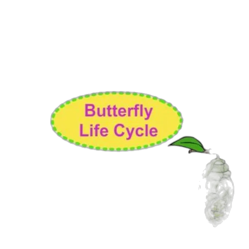 jewelry, bottle, illustration, butterfly transparent PNG cut-out