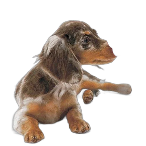 animal, staff, hair, creature transparent PNG cut-out