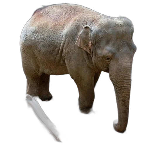 animal, creature, weapon, staff transparent PNG cut-out