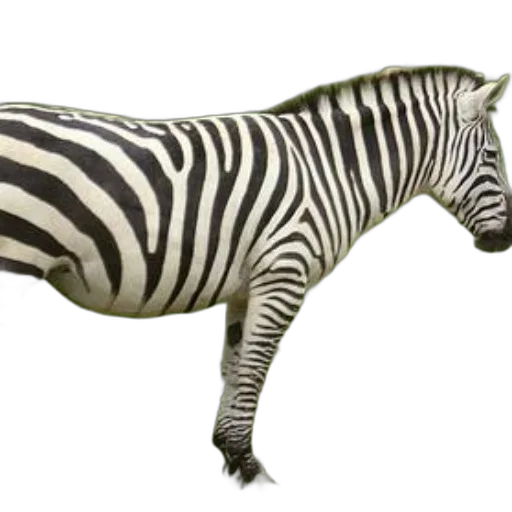 animal, creature, staff, furniture transparent PNG cut-out