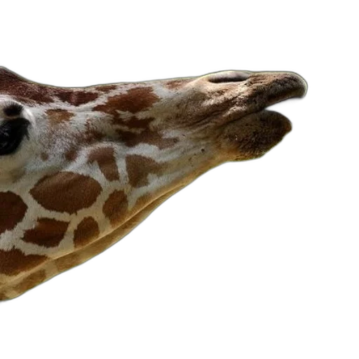 animal, creature, face, mask transparent PNG cut-out