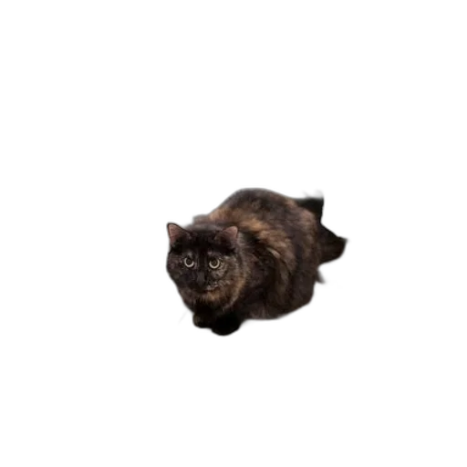 animal, creature, dragon, face transparent PNG cut-out