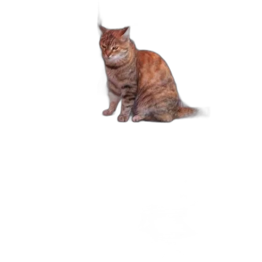 animal, creature, staff, face transparent PNG cut-out