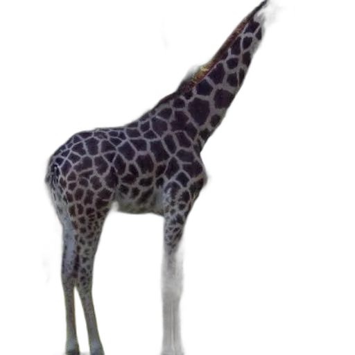 animal, creature, staff, hat transparent PNG cut-out
