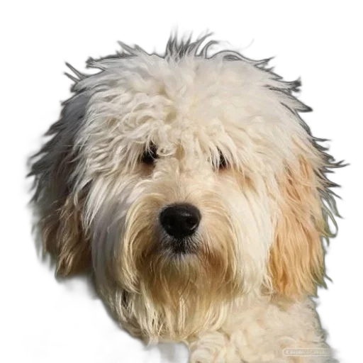 animal, hair, staff, creature transparent PNG cut-out