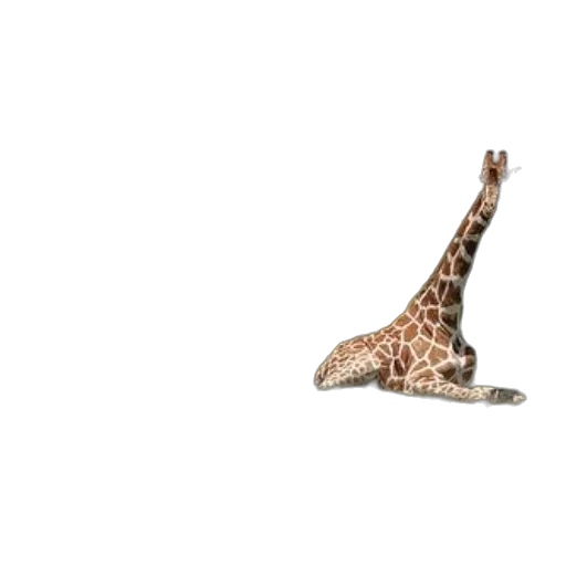 animal, creature, shoes, hat transparent PNG cut-out