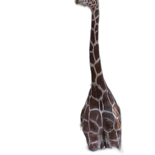 animal, staff, creature, hat transparent PNG cut-out