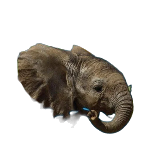 animal, creature, staff, hat transparent PNG cut-out