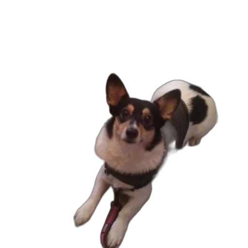 animal, creature, staff, face transparent PNG cut-out