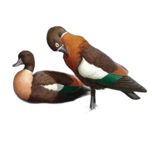 animal, jewelry, furniture, staff transparent PNG cut-out