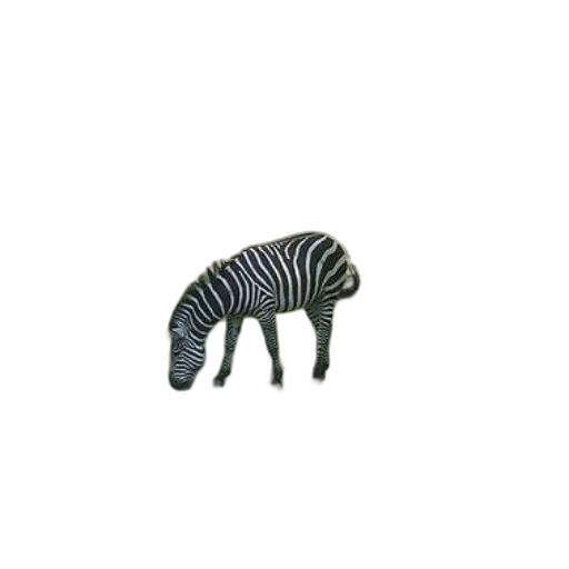 animal, furniture, creature, hair transparent PNG cut-out