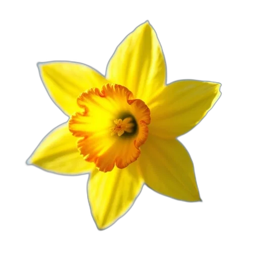 flower, crown, staff, jewelry transparent PNG cut-out