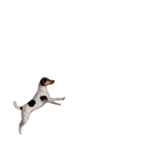 animal, creature, staff, shoes transparent PNG cut-out