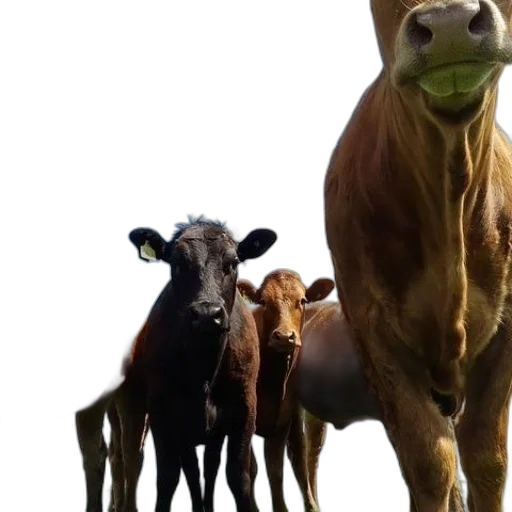 animal, concept art, 3d render, group transparent PNG cut-out
