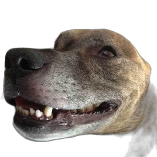 animal, creature, face, staff transparent PNG cut-out