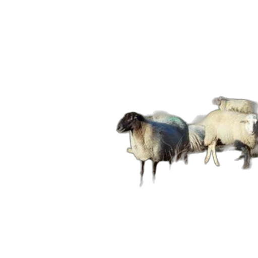 animal, creature, hair, food transparent PNG cut-out