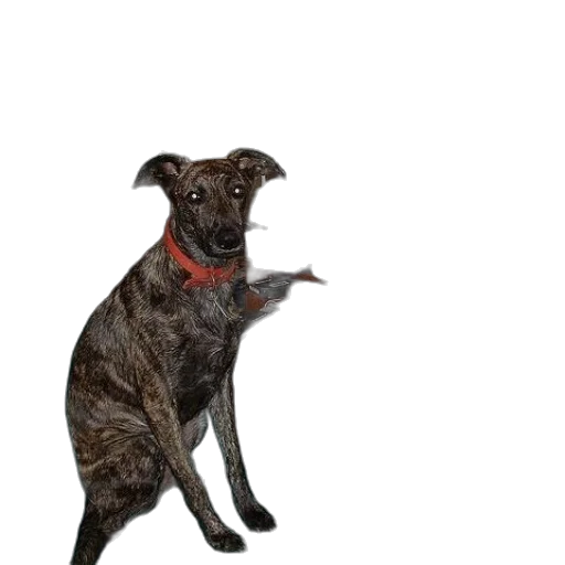 animal, staff, creature, weapon transparent PNG cut-out
