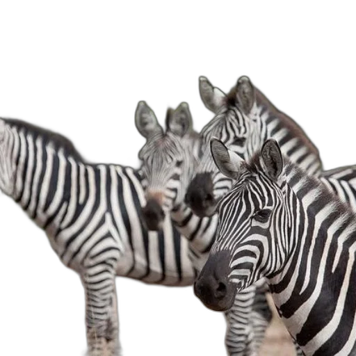 animal, creature, furniture, photorealistic transparent PNG cut-out