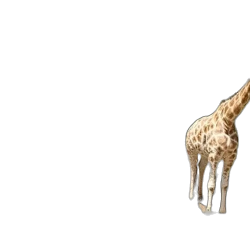 animal, creature, furniture, jewelry transparent PNG cut-out