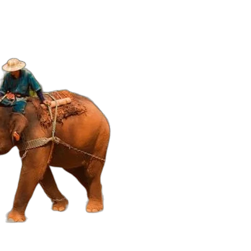 animal, hat, creature, 3d render transparent PNG cut-out