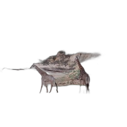 creature, animal, dragon, hat transparent PNG cut-out