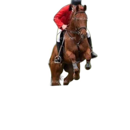 animal, jacket, staff, hat transparent PNG cut-out