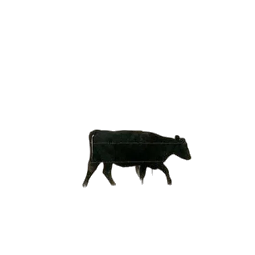 animal, creature, jewelry, food transparent PNG cut-out