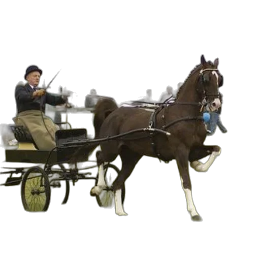 staff, car, animal, furniture transparent PNG cut-out