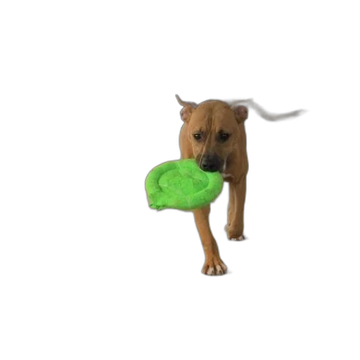 animal, creature, weapon, food transparent PNG cut-out