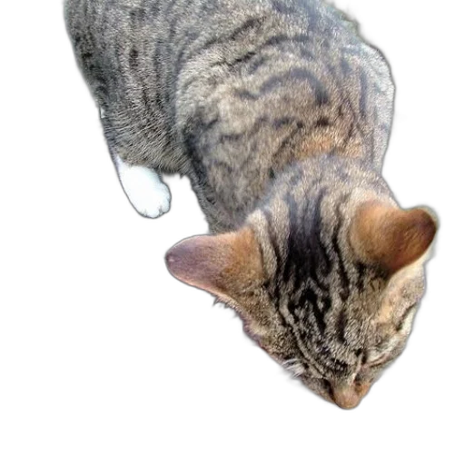 animal, creature, staff, hair transparent PNG cut-out