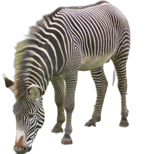 animal, creature, weapon, staff transparent PNG cut-out