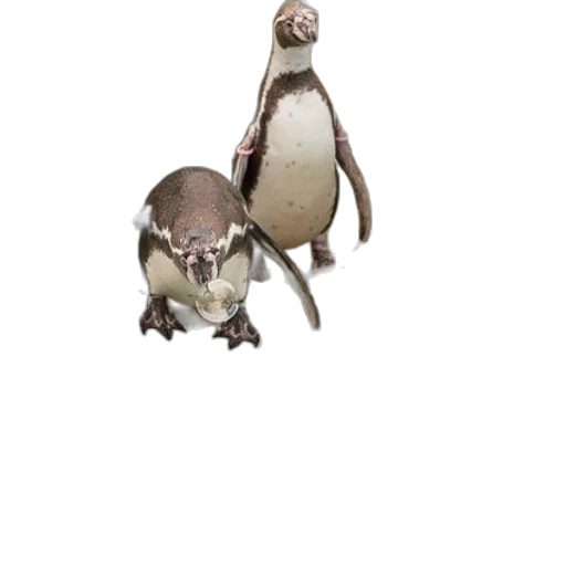 animal, creature, staff, robot transparent PNG cut-out