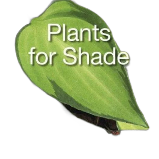 shoes, green, plants, shade transparent PNG cut-out