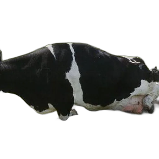 animal, food, creature, staff transparent PNG cut-out