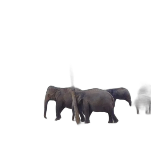 animal, creature, staff, weapon transparent PNG cut-out