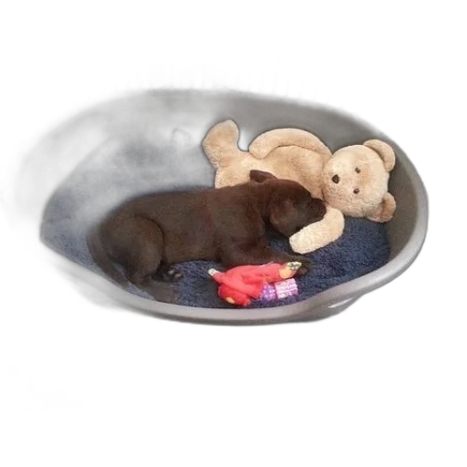 brown, puppy, sleeping, dog transparent PNG cut-out