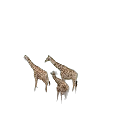 animal, creature, furniture, jewelry transparent PNG cut-out