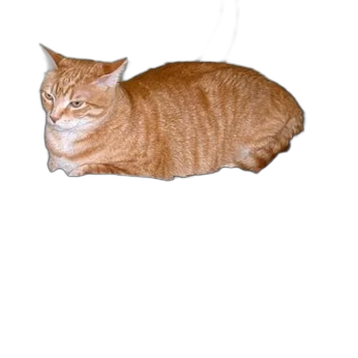 animal, creature, staff, hat transparent PNG cut-out